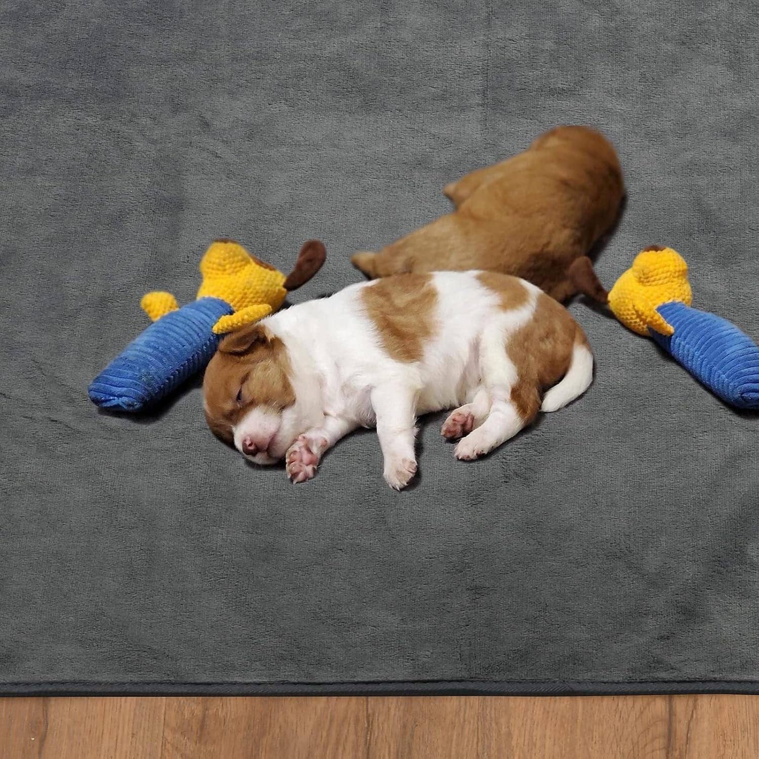 818kVtVoF9L._AC_SL1500_.jpg 818kVtVoF9L._AC_SL1500_.jpg