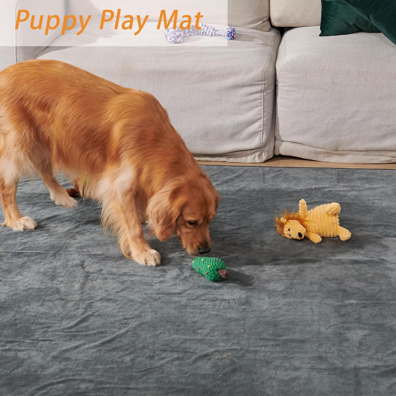 81Rgjyj6BdL._AC_SL1500_.jpg 81Rgjyj6BdL._AC_SL1500_.jpg